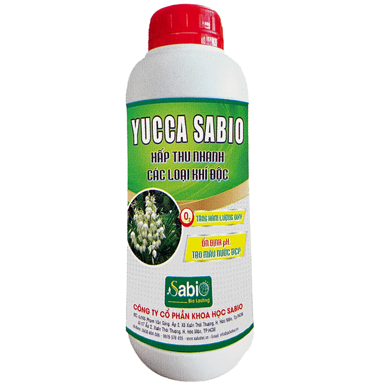 YUCCA SABIO